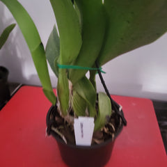 Lc. Irene Finney (Fragrant)