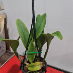 Cattleya Siam White 'The Best'