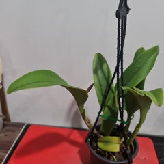 Cattleya Siam White 'The Best'