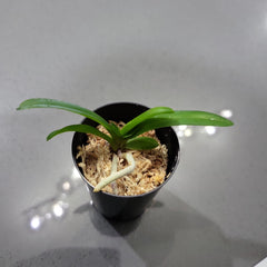 Aerides Magnifica fma alba