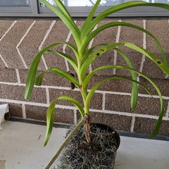 Flowering Size Vanda Tricolor (Fragrant)