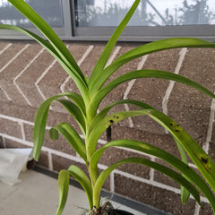 Flowering Size Vanda Tricolor (Fragrant)