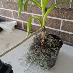 Flowering Size Vanda Tricolor (Fragrant)