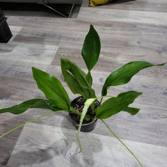 Dendrochilum magnum (IN SPIKES) HIGHLY FRAGRANT!