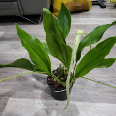 Dendrochilum magnum (IN SPIKES) HIGHLY FRAGRANT!