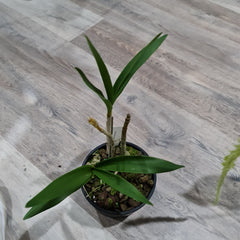 Dendrobium Benizuru Treasure