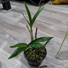 Dendrobium Benizuru Treasure