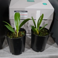 Masdevallia colossus 'Alo'