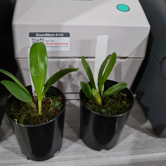 Masdevallia colossus 'Alo'