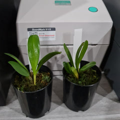 Masdevallia colossus 'Alo'