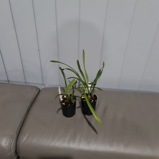 Maxillaria sp. from Brazil