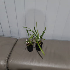 Maxillaria sp. from Brazil