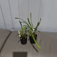 Maxillaria sp. from Brazil