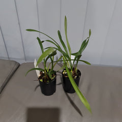 Maxillaria sp. from Brazil