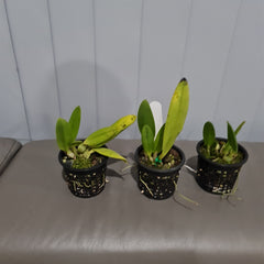 Cuitlauzina pendula (RARE- FRAGRANT)