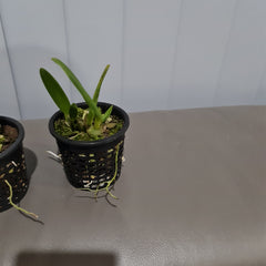 Cuitlauzina pendula (RARE- FRAGRANT)