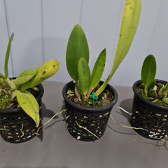 Cuitlauzina pendula (RARE- FRAGRANT)