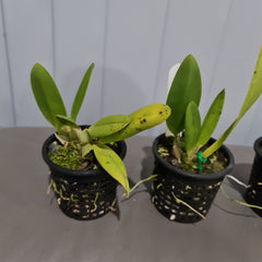 Cuitlauzina pendula (RARE- FRAGRANT)