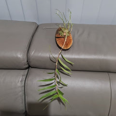 Oerstdella Wallisii (Species From Panama-Costa Rica)