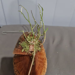 Oerstdella Wallisii (Species From Panama-Costa Rica)