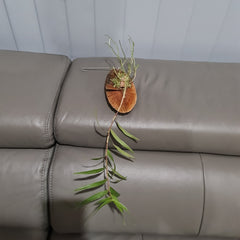 Oerstdella Wallisii (Species From Panama-Costa Rica)