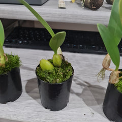 Bulbophyllum Jersey