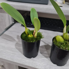 Bulbophyllum Jersey