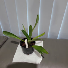 Masdevallia Rein Wine x Bella Donna