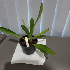 Masdevallia Rein Wine x Bella Donna