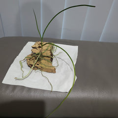 Holcoglossum Subulifolium