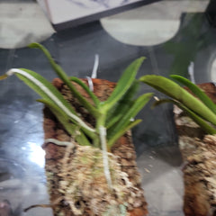 Angraecum buyssonii (Species From Madagascar)