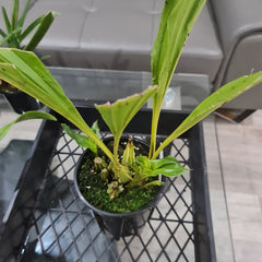 Gongora gratulabunda (syn. flaveola)