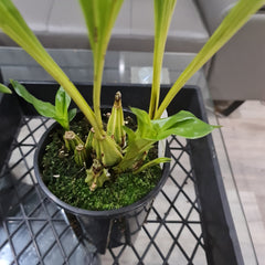 Gongora gratulabunda (syn. flaveola)