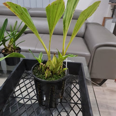 Gongora gratulabunda (syn. flaveola)