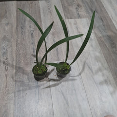 Maxillaria-meleagris