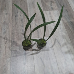 Maxillaria-meleagris