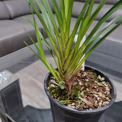 Cymbidium mastersii (Fragrant and Rare Species)