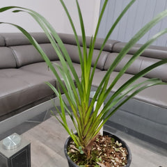 Cymbidium mastersii (Fragrant and Rare Species)