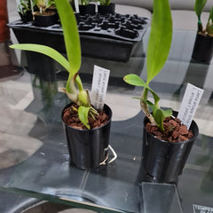 Laelia anceps 'White Marble' X L. anceps f. petaloid 'Jody'
