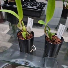 Laelia anceps 'White Marble' X L. anceps f. petaloid 'Jody'