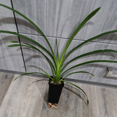 Cymbidium Death Wish 'Under Belly'