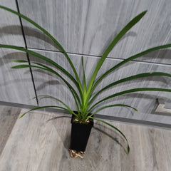 Cymbidium Death Wish 'Speckled Spectre'