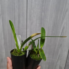 Laelia Purpurata 'Dark One'