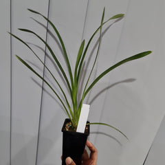 Cymbidium Laramie Joy 'Green Mist' x Cym. Green Dream 'Lipstick'