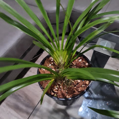 Cymbidium Deathwish 'Orange' x Cym. Veronica Clowes