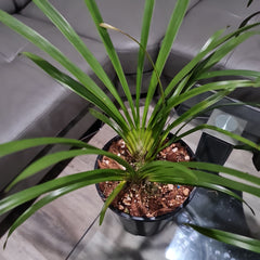 Cymbidium Deathwish 'Orange' x Cym. Veronica Clowes