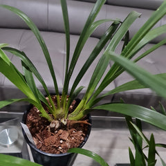 Cym. Death Wish 'Pretty in Pink' 2N x Cym. Edward Marshall 'Mali' 2N