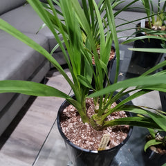 Cym. Death Wish 'Pretty in Pink' 2N x Cym. Edward Marshall 'Mali' 2N