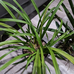 Cymbidium Deathwish 'Vampire slayer' x Cym. 'Ken Siew'