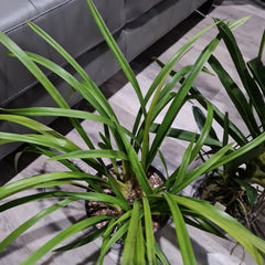 Cymbidium Deathwish 'Vampire slayer' x Cym. 'Ken Siew'